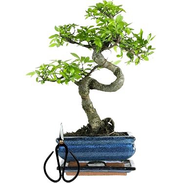 palm dracaena 4' Dracaena Silk Plant (Real Touch)