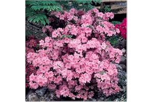 GrowOn Shrubs Dwarf Japanese Azalea Japonica 'Diamant Pink' | Evergreen Shrub | Outdoor Garden Ready Plant | Spring Flowering | Light Pink Flowers