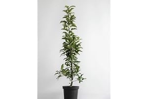 BAUMSCHULE MÜLLER Säulenapfel 'Cox Columnar' ca. 150cm im 7,5 Liter Topf