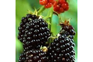 LAMPHLE Semillas de frutas, 100 piezas Árbol Semillas de zarzamora Semillas de kiwi Semillas de frambuesa Semillas de fresa Semillas de frutas No GMO Gigantes Frutas Pequeñas plantas jugosas Semillas F Sem