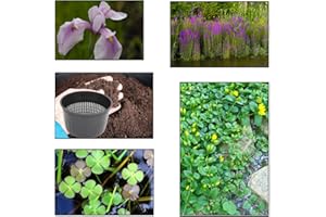 Lincolnshire Pond Plants Ltd - XS Pack Laevigata Rose Queen - 3 Marginal Plants & 1 Oxygenating Plant - Live Water Plant Aquatic Pond Lake Marginal