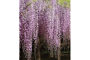 BAUMSCHULE PLANTAPRO Japanese Wisteria – Wisteria Floribunda Rosea – Fast-Growing, Fragrant – 40-60 cm