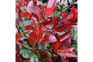 TU PROPIO JARDÍN 15 Semillas de Photinia Red Robin