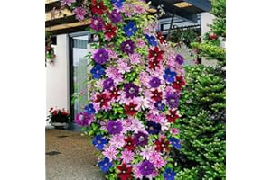 C-LARSS 50 Pièces Mélange Couleur Graines De Clématite Bonsaï Plante Grimpante Fleur Facile à Planter Jardin Décor à La Maison Graines de clématite 50 pièces