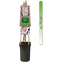 mgc24 Kletterpflanze Clematis Piilu Waldrebe im 2l-Container 3 Pflanzen