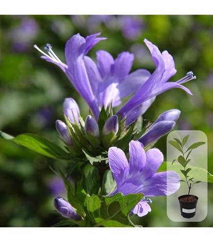 H.nigra pusilla ×(sordida x lavranii)子株① H.nigra pusilla