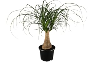 Dominik Blumen und Pflanzen, Dracena Nolina kleiner Elefantenfuß inklusive Deko-Topf Kreta, 1 Stück