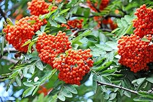 VEG SRLS Pianta da frutto ALBERO DI SORBO SPAGNOLO A RADICE NUDA - 1 METRO