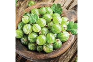 Gooseberry Plants Hardy Fruit Bush Garden Shrub for Patio & Kitchen Gardens, Producing High Yield of Sweet Edible Summer Berries, 1 x Gooseberry Invicta Shrub in 3L Pot by Thompson & Morgan