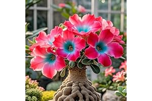 IOUPLIUKDF Rosa del desierto, perenne, híbrida, de larga floración, para decoración de interior y exterior.-1bulbo-A