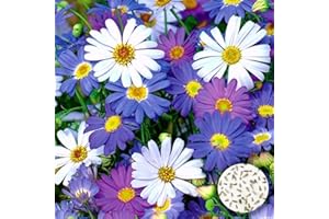 Welldales 50 Large Mixed Daisy Seeds Purple Blue Pink & White Swan River UK Plants