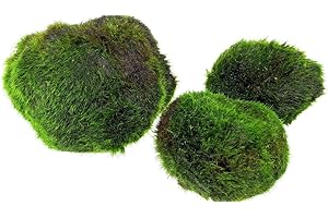 AQUA BREEDING SKILL AquaBreedingSkill – Grand Format 4–5 cm – Lot de 3 Marimo Moss Balls – Plante Aquarium Vivante Naturelle | Filtre Biologique | Décoration Écologique | Entretien Facile | Idéal pour Nano Aquarium
