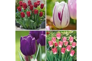 THOMPSON & MORGAN Tulip Collection 4 Different Varieties of Tulips Swathes of Mixed Colours Make an Excellent Cut-Flower 40 Bulbs by Thompson and Morgan