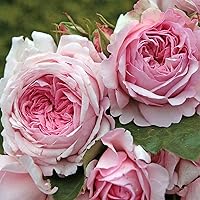 Kordes Rosen Alexandra-Princesse de Luxembourg Strauchrose, rosa, 12 x 12 x 40 cm