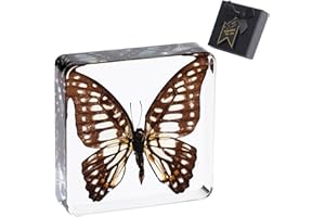‎1ST HEAVEN 1st Heaven Präparierter Schmetterling, Echter Schmetterling in Harz - Briefbeschwerer mit Geschenkbox - Geschenk für Naturliebhaber und Neugierige Gemüter