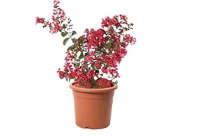 KENTIS - Lagerstroemia Indica Rossa - Piante da Esterno Vere Fiorite - Pianta da Giardino in Fiore - H 60-80 cm Vaso Ø 24 cm