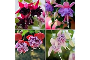 Oce180anYLVUK Semi ibridi fucsia, 200 pezzi/borsa Semi ibridi fucsia a crescita rapida Colture dai colori vivaci Giardino piante non OGM Semi per cortile Fuchsia Hybrida Seeds