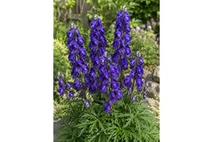 SaatPilot | Aconitum napellus | 100 frön | blå stormhatt