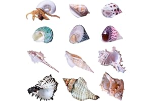 Yanmucy Paquete de 12 conchas de cangrejo ermitaño pequeñas a medianas casas de cangrejo ermitaño ornamentos naturales para decoración de cangrejo ermitaño o pecera