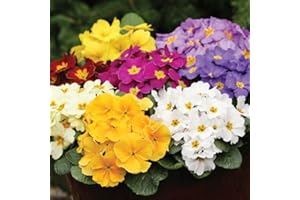 C-LARSS 50pcs Graines De Fleur De Primevère, Décoration De Bonsaï En Pot De Plante De Jardin De Maison De Bricolage