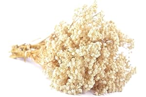 QZKJQDD Trockenblumen, Schleierkraut Getrocknet, Trockenblumen Zum Basteln, Getrocknete Blumen, Trockenblumen Deko, Geeignet für Geschenkbox, Scrapbooks, Duftkerzen Handgefertigt (Beige—5 Stöcke)