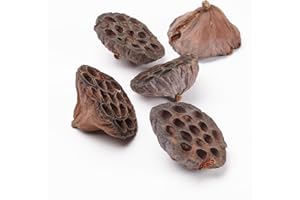 OASIS 20 Dried Natural Lotus Seed Pod Heads 8 - 12cm