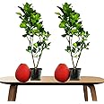RED POMILO/BATABI LEBU (PACK OF 2) - All Time Variety Grafted Fruit Live Plants & Tree
