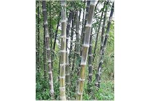 Dendrocalamus maximuslamina - bambou géant - 15 graines