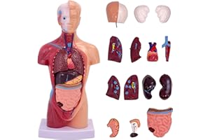 TAZZOR Modèle anatomique en 15 parties 28 cm – Crâne, torse du cerveau et organes internes – Modèle de montage anatomique 4D des organes humains Poupée anatomique du corps pour études médicales et