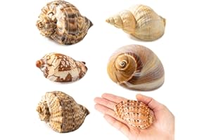 AZEDHUA Hermit Crab Shells Large 6pcs,Natural Conch Shell Size 2.8" - 3.8", Opening Size 1.5" - 2.7", Hermit Crab Sand,Hermit Crab Habitat,Large Sea Shells For Hermit Crab Supplies And Beach Decorations