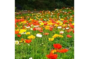 MITAIYAU 500 Pièces/Sac Papaver Rhoeas Graines Annuelle Bonne Récolte écologique Bonsaï Jardin Graines De Fleurs Pour La Maison Plante Jardin Graines Graines de pavot de maïs