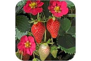 GROWTANICAL Strawberry Mini Plug Plants x 5 'Toscana F1' for Hanging Baskets