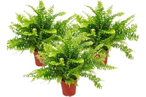 Exotenherz - Nephrolepis, 3er Set Schwertfarn 12cm
