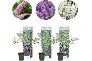 WL Plants - Mezcla de 3 - Buddleja Davidii - 'Pink Delight' - 'Nanho Blue' - 'White Profusion' - Rosa, Blanco y Azul - Arbusto de mariposa - Resistente - Plantas de jardín - ± 25cm de alto - 9cm de