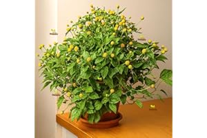 HAPPY GREEN SHOP Tootache Plant 400 Seeds + Freebie + Plant tag - Perennial herb for tootache Spilanthes