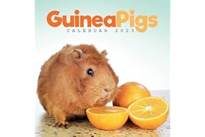CAROUSEL CALENDARS 2023 Guinea Pigs Mini Square Wall Calendar 2023