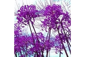 FLOWER FIELD STORY 5Pezzi Lampadina Lycoris Spider Lily Bulb Bloom Beautiful Flower in estate o all'inizio dell'autunno