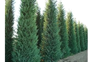 Cipresso di Leyland "Cupressocyparis leylandii" pianta da siepe in vaso h 100/120 cm Vivaio di Castelletto