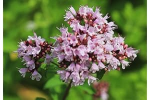 TU PROPIO JARDÍN 100 Semi di Origano (Origanum Vulgare)