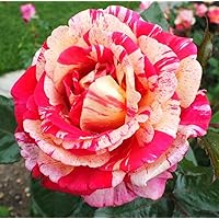 'Broceliande' -R-, mehrfarbige Duft-Edelrose (Teehybride) im 4 Liter Container