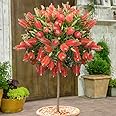 YouGarden Callistemon Bottlebrush Plant (Approximately 80-110cm Incl. Pot). Bottle Brush Plant Shrub.