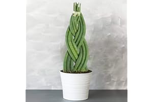 GARDENERSDREAM Sansevieria Twister - Snake Plant | 30-40cm Potted Evergreen Indoor Plant Gift