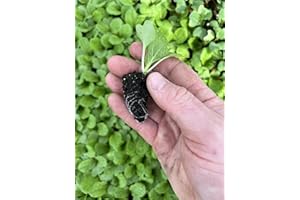 ROOT SOURCE Chinese Cabbage Plug Plants 'Grow Your Own Vegetables 'Ready to Plant Now' Young Vegetable Plants (12, Chinese)