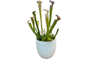 I GIARDINI DI GIULIA Saracenia Plante Carnivora dans un élégant vase en céramique blanc diamètre 13 cm. - Plante Exotique d'Intérieur, Plante Véritable taille XXL