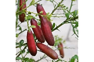 Haloppe 20 Stück Finger Limes Fruchtsamen für die Bepflanzung des Hausgartens, Citrus Australasica Seeds Gesunde Finger Limes Seeds Saatgut