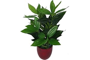 Leaf Design UK Realistyczne duże sztuczne liście roślina z doniczką, wiecznie zielona, 70 cm