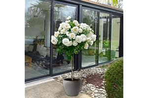 EUROPA GREEN Rosier sur tige - 120 cm de hauteur - Idéal pour Balcon, terrasse, Petit Jardin - Convient en pots et pleine terre (Pascali)