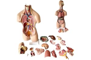 UIGJIOG Modello di Busto Umano 55Cm Modello Anatomico Torso Corpo Umano Modello Diaframma Toracico Cuore di PVC Anatomico Insegnante Medico Biologia di 19 Parti Rimovibili