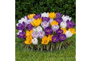 DUTCH BULBS EXCLUSIVE PLANTS FROM HOLLAND Crocus Bulbes Géants Mix - 50 Bulbes de Fleurs à Planter Exterieur - Plantes Vivaces Exterieur - Rustique - Naturelle Plantes (pas de graines, non artificielle)