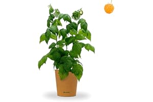 Bloomify® Organic Yellow Raspberry Plant "Heinz" | 40 to 60 cm Large Yielding Yellow Raspberry Shrub | Hardy and Easy-Care Raspberry for Garden or Pot | Especially Sweet, Delicious Fruits